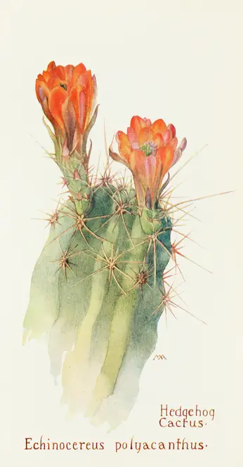 Hedgehog Cactus (1915) by Margaret Armstrong