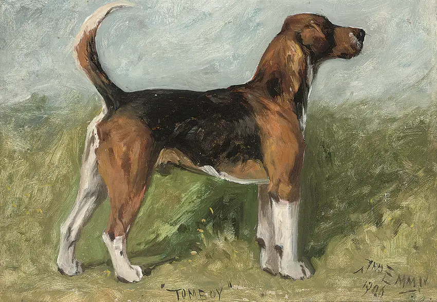 Tomboy, a beagle in a landscape (1906) by John Emms