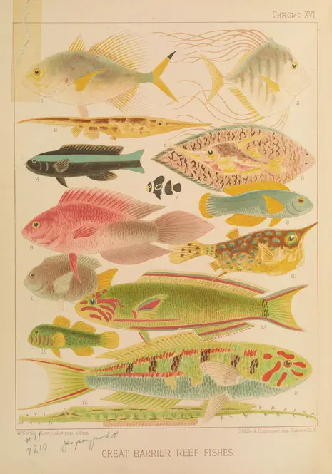 Great Barrier Reef Fishes II (1893) by William Saville-Kent