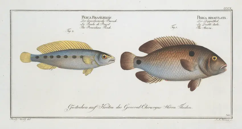 1. Perca bimaculata, The Acara; 2. Perca Brasiliensis, The Brasilian Perch. (1785-1797) by Marcus Elieser Bloch