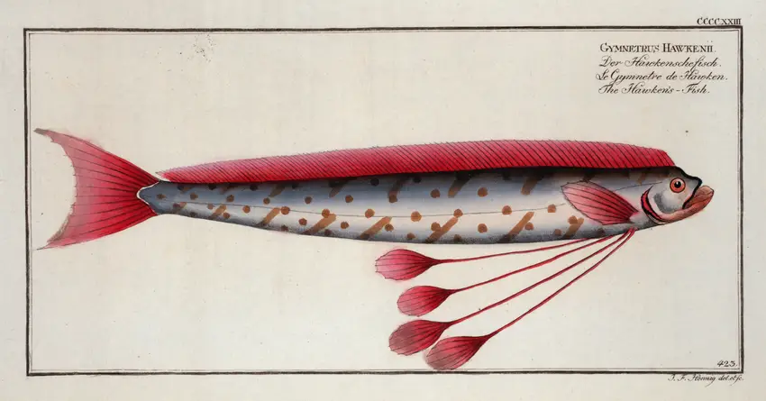 Gymnetrus Hawkeniii, The Hawken’s-Fish. (1785-1797) by Marcus Elieser Bloch