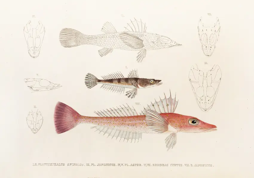 Fauna japonica Pl.027 (1833-1850) by Philipp Franz Balthasar von Siebold