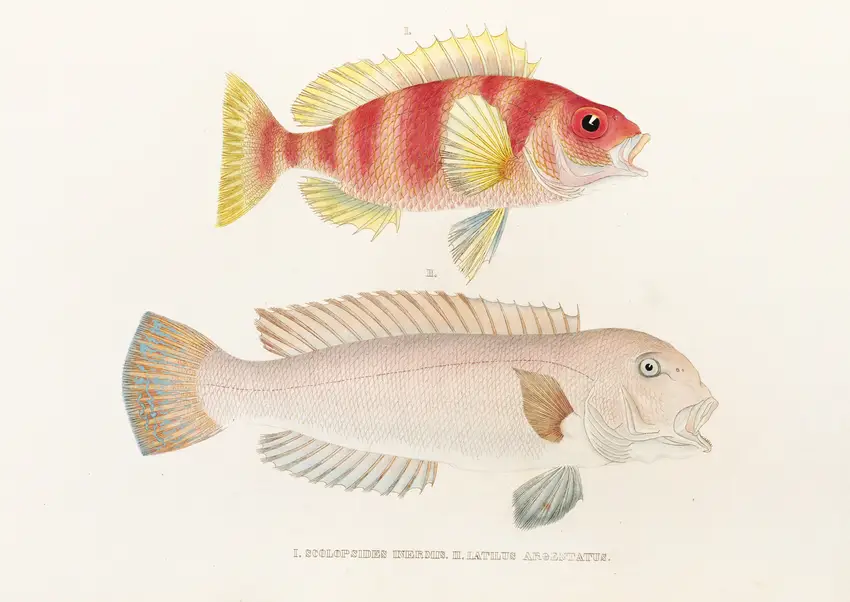 Fauna japonica Pl.041 (1833-1850) by Philipp Franz Balthasar von Siebold