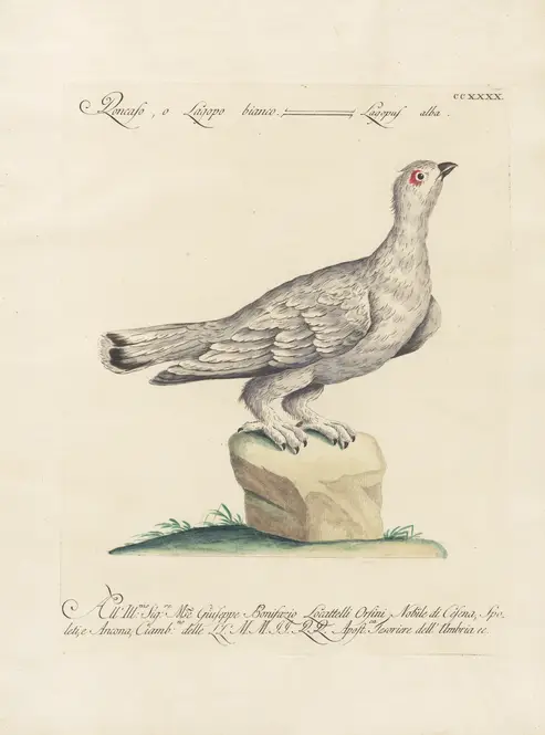 Ornithologia methodice digesta Pl.222 (1767-1776) by Saverio Manetti