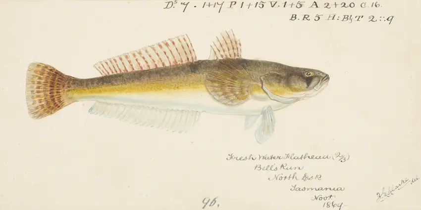 Platycephalus bassensis (1869) by Frank Edward Clarke